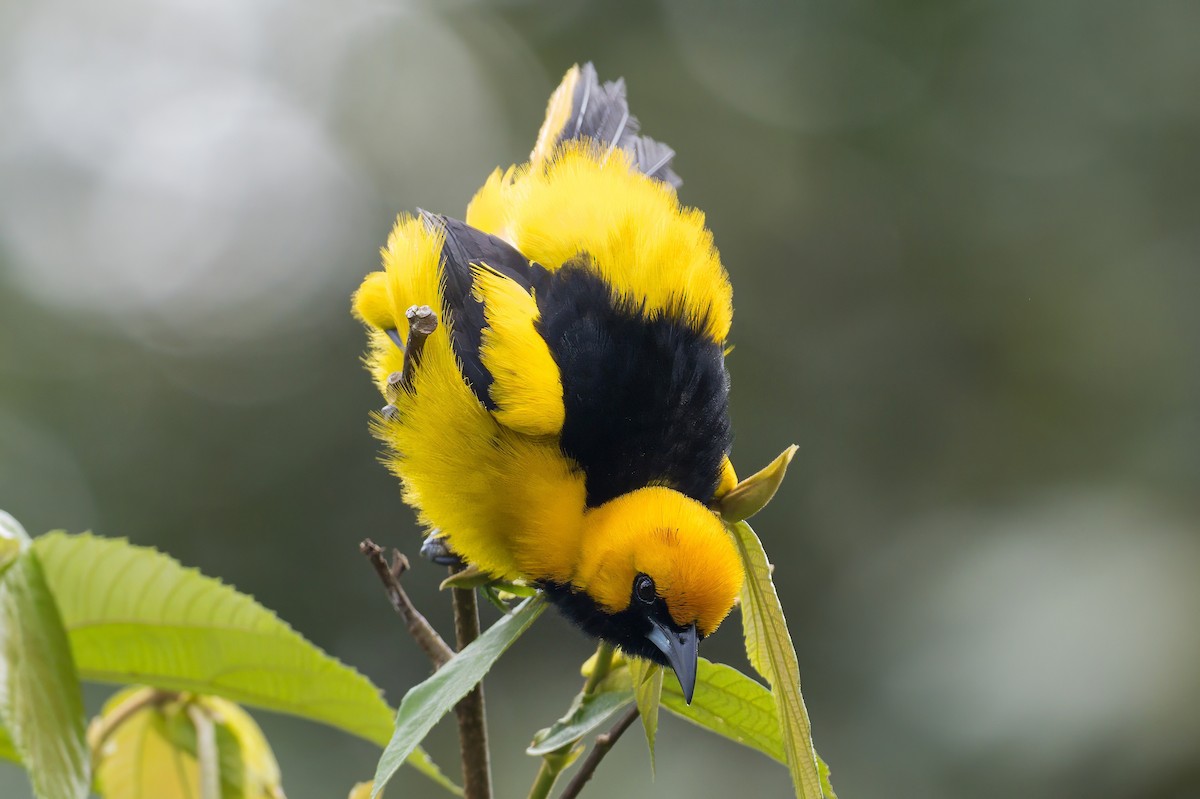 Yellow-tailed Oriole - ML620883794
