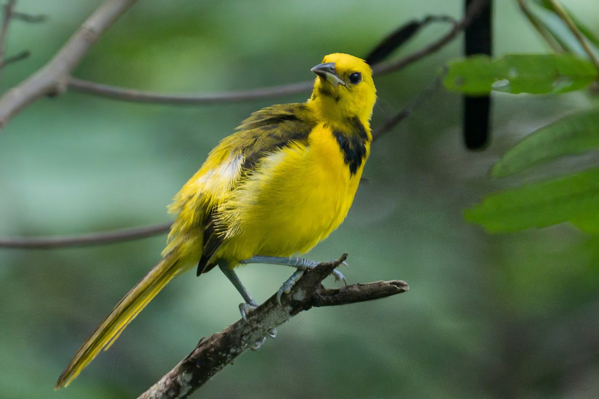 Yellow-tailed Oriole - ML620883796