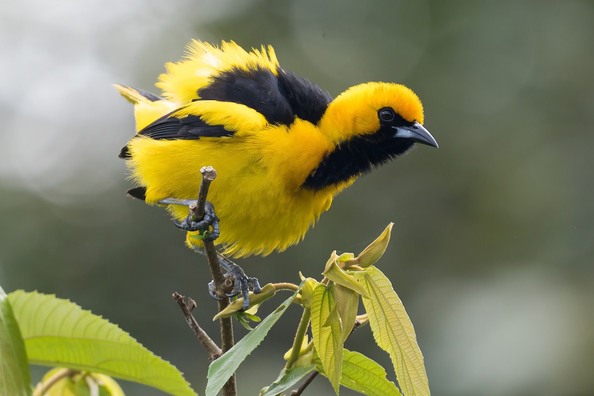 Yellow-tailed Oriole - ML620883797