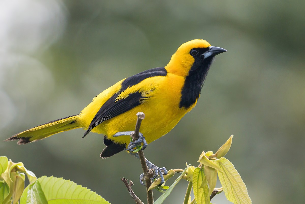 Yellow-tailed Oriole - ML620883799