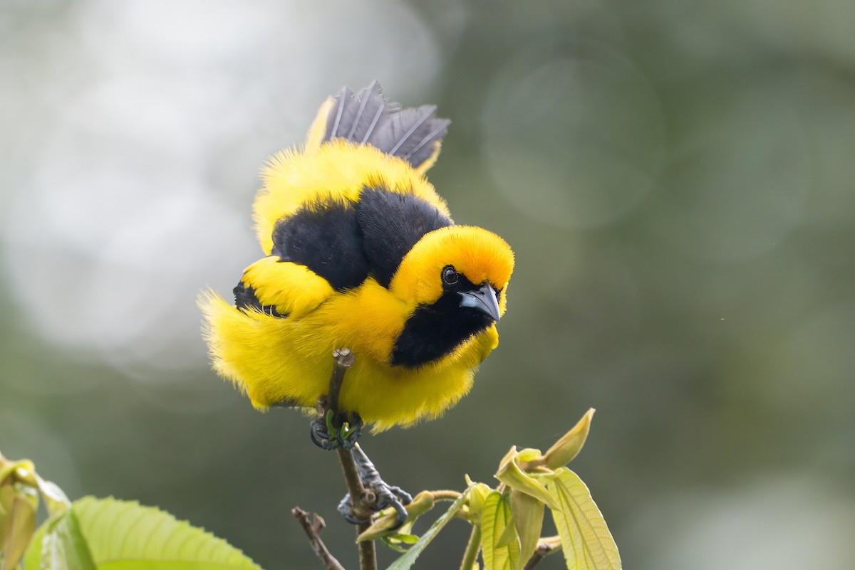 Yellow-tailed Oriole - ML620883800