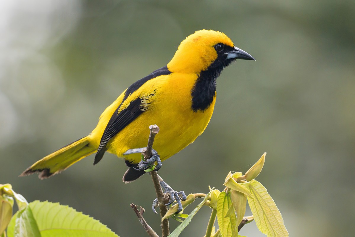 Oriole à queue jaune - ML620883801