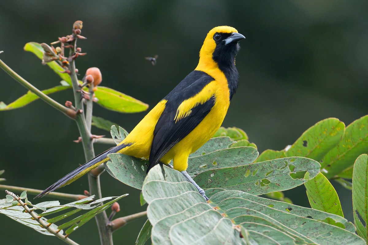 Oriole à queue jaune - ML620883802