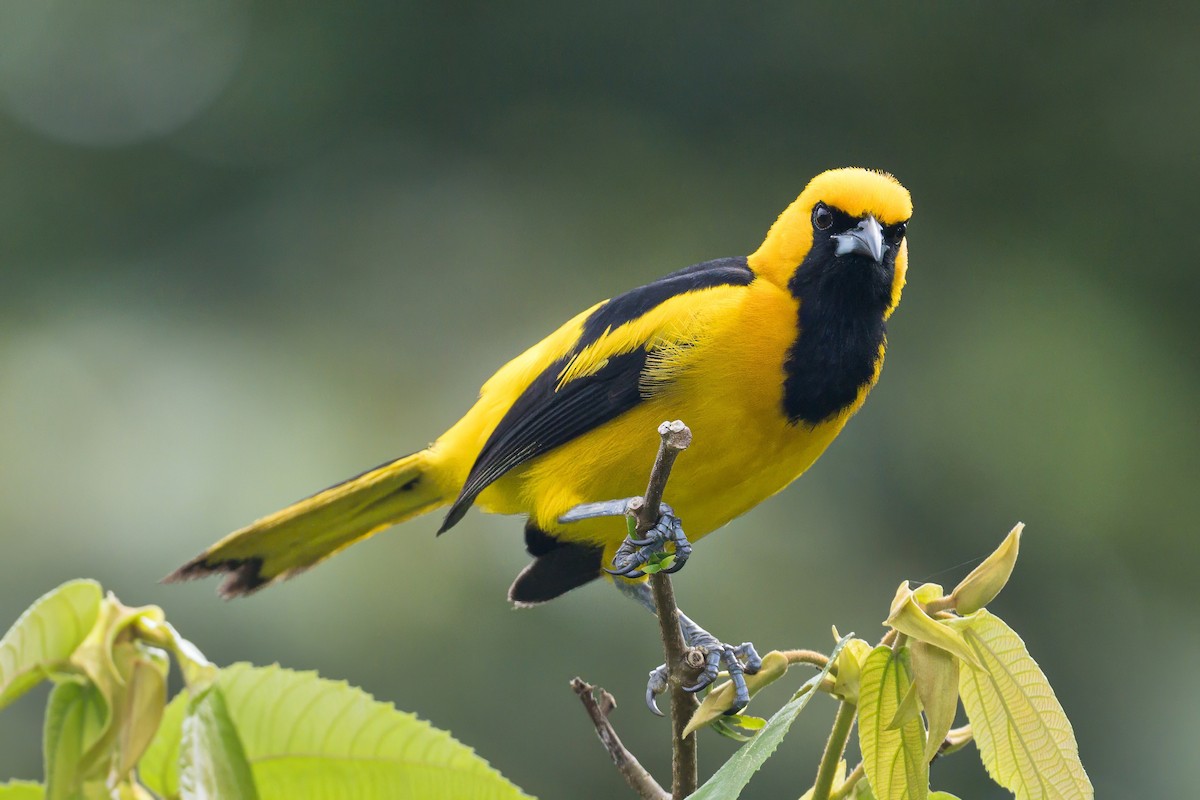 Yellow-tailed Oriole - ML620883804