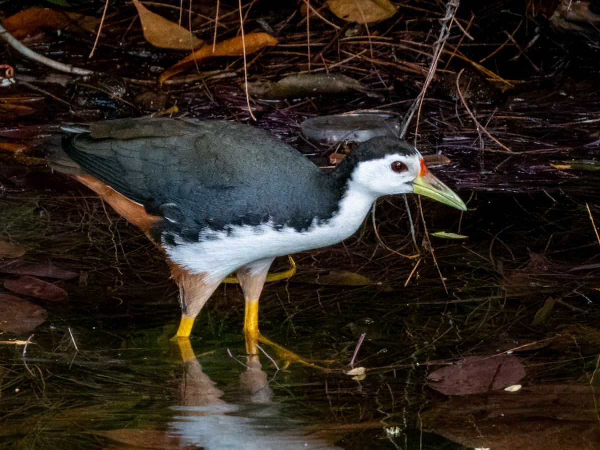 White-breasted Waterhen - ML620883805