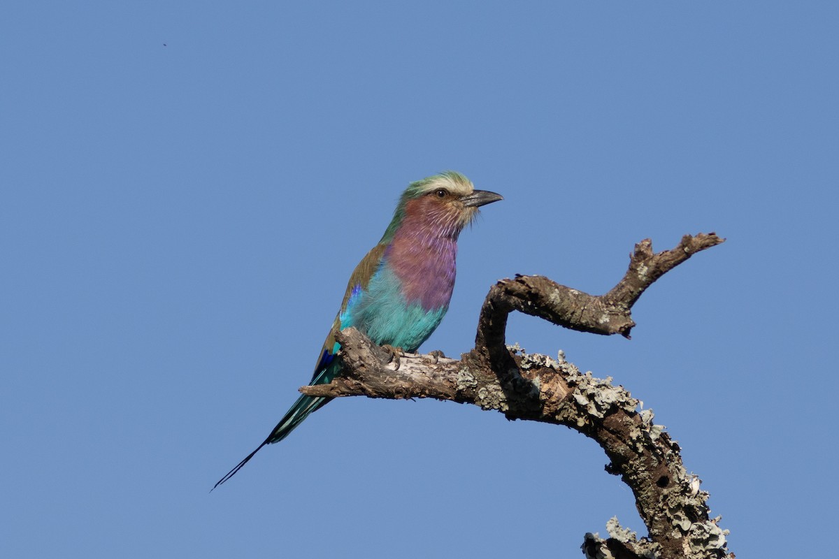 Lilac-breasted Roller - ML620883806