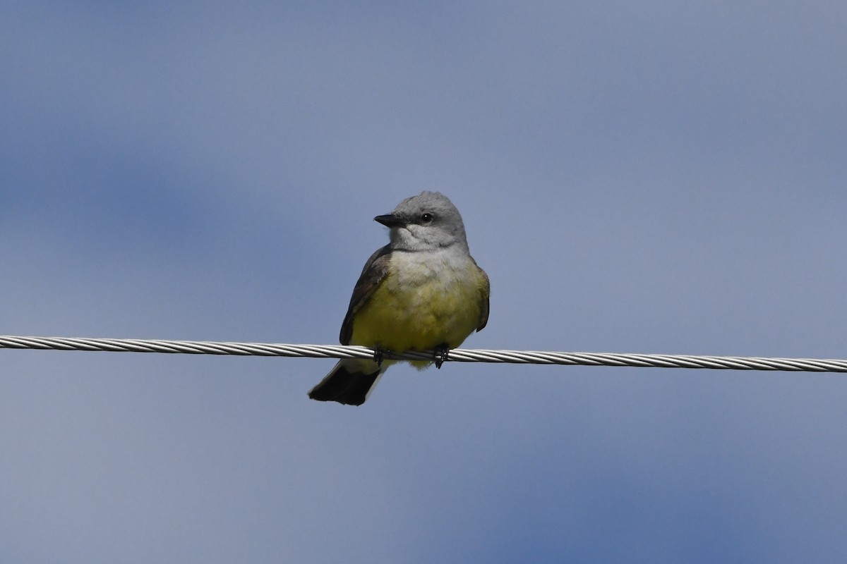 Western Kingbird - ML620883808