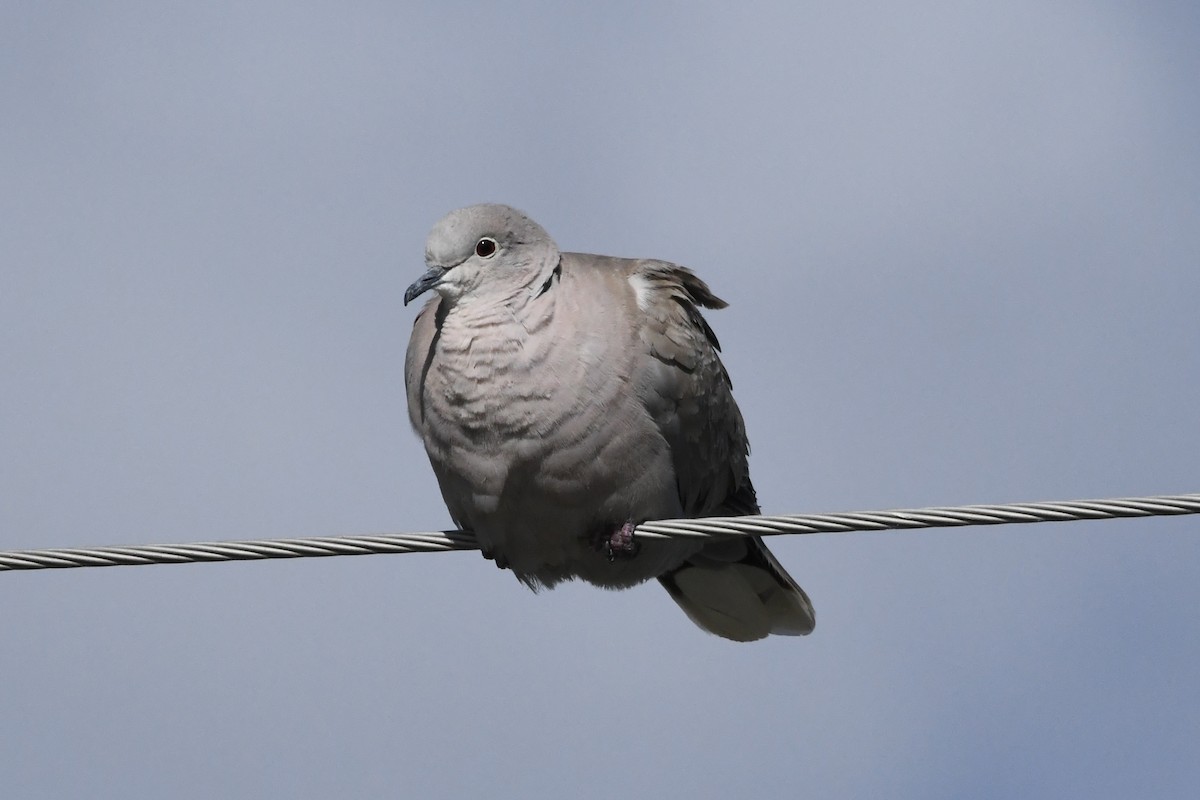 Eurasian Collared-Dove - ML620883809