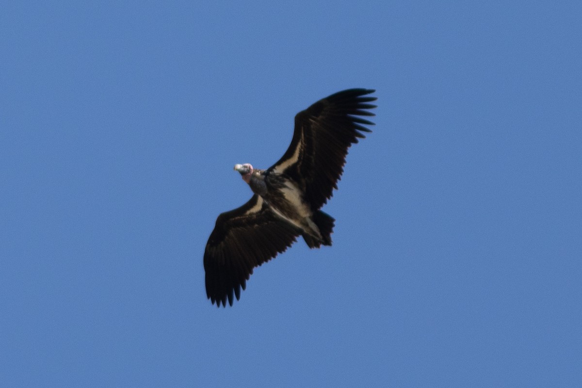 Lappet-faced Vulture - ML620883810