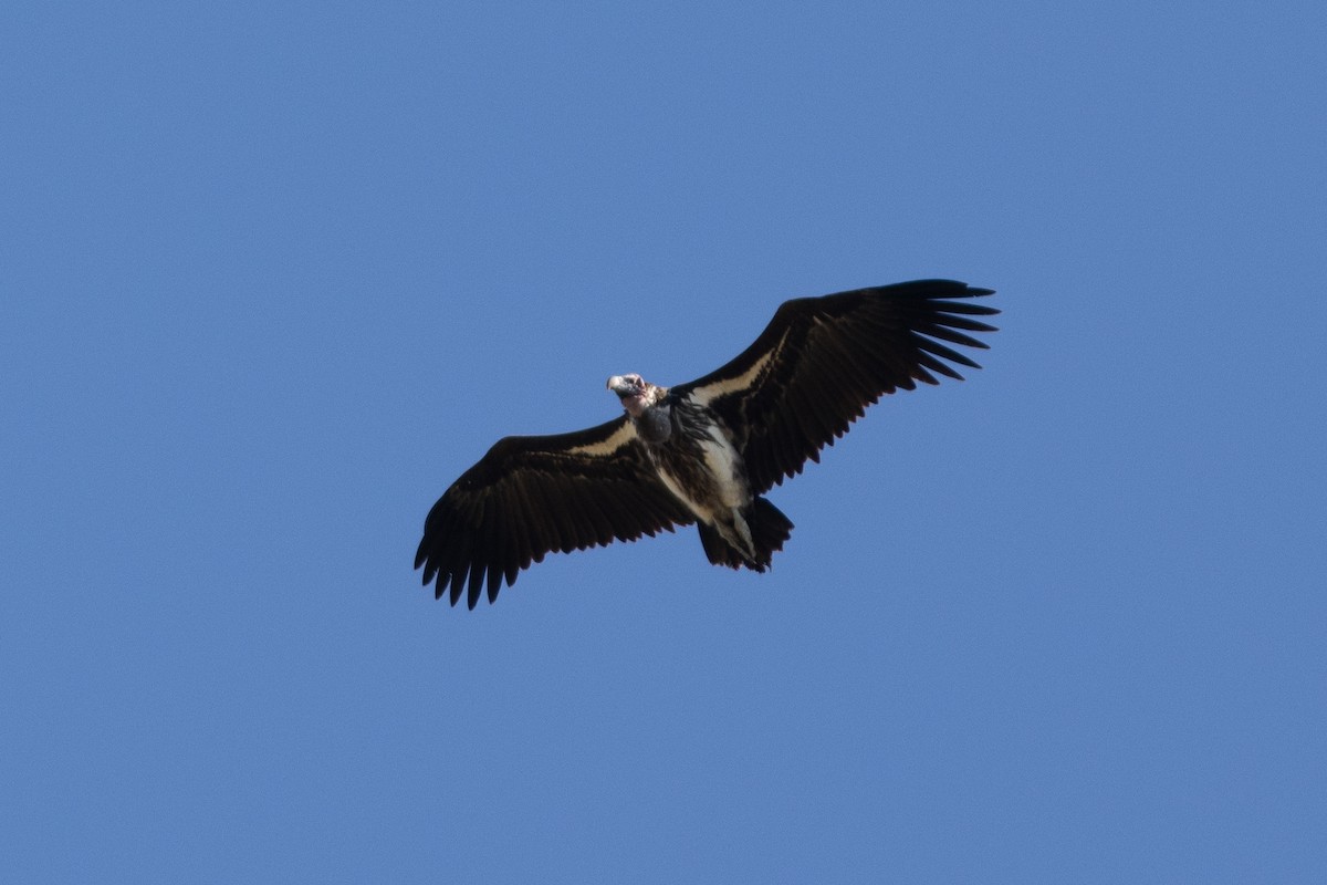 Lappet-faced Vulture - ML620883811