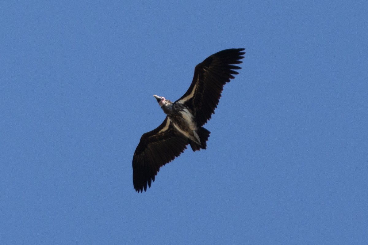 Lappet-faced Vulture - ML620883812