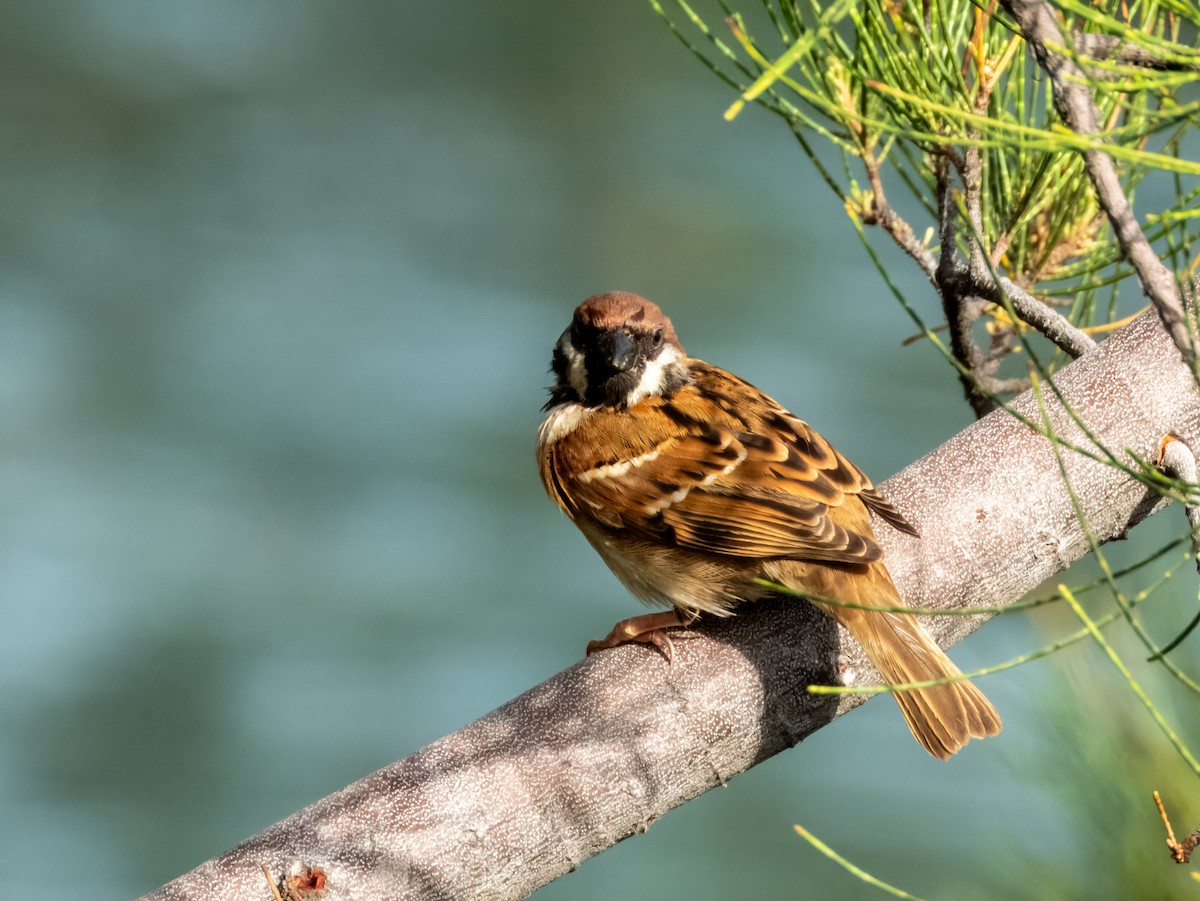 Eurasian Tree Sparrow - ML620883813