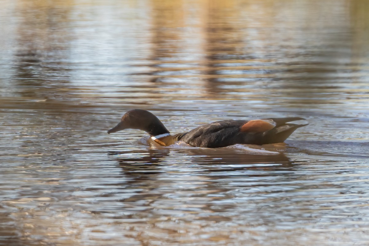 Australian Shelduck - ML620883822