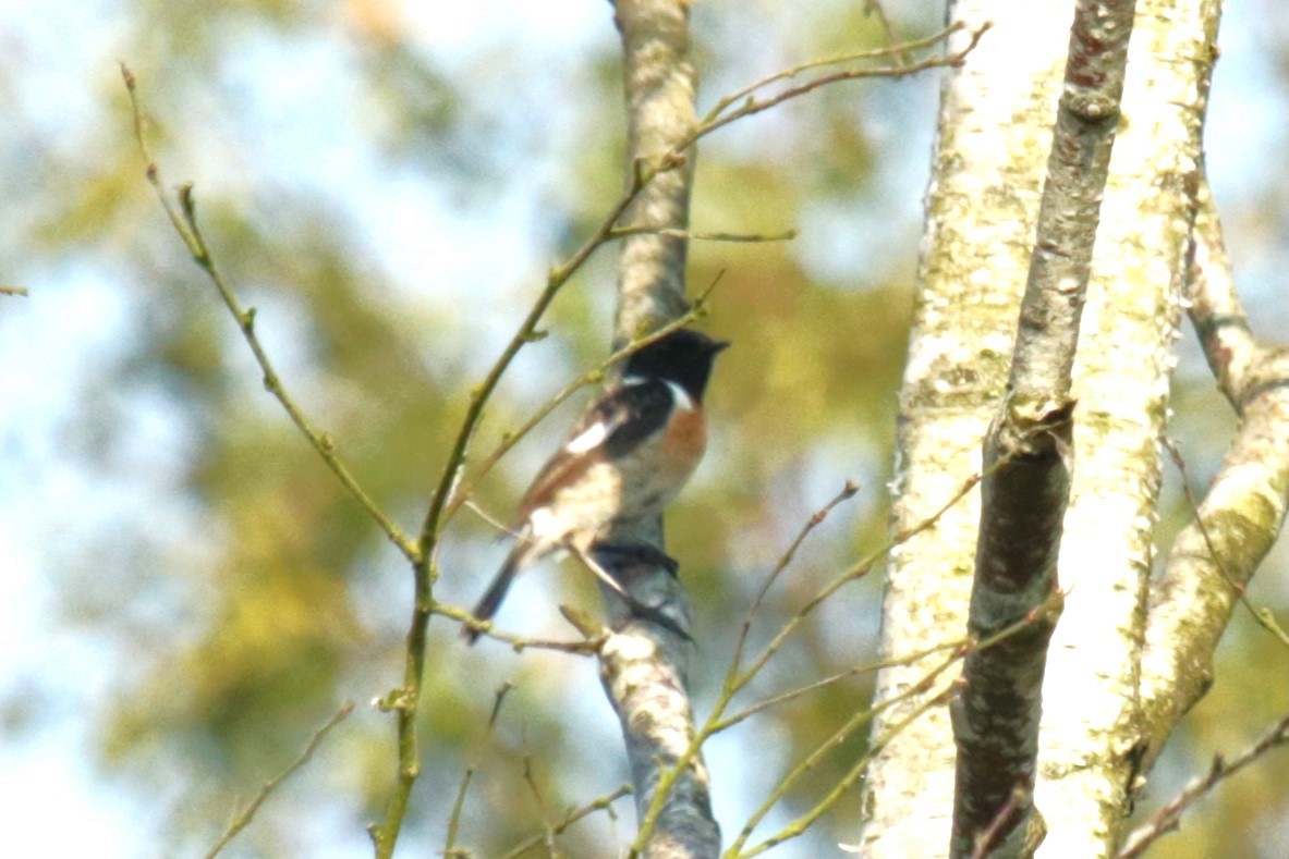 European Stonechat - ML620883824