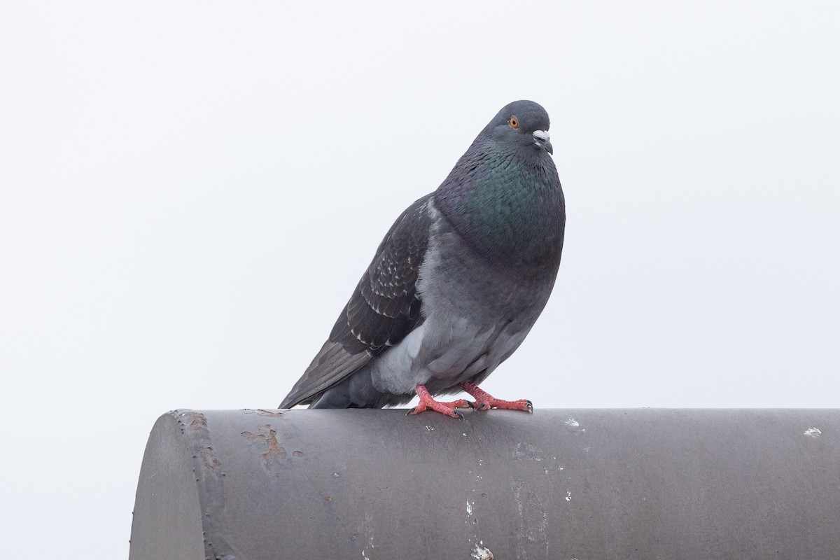 Rock Pigeon (Feral Pigeon) - ML620883826