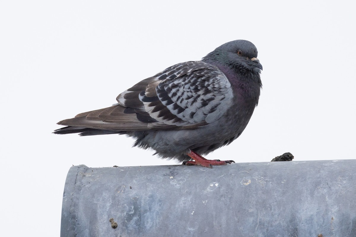 Pigeon biset (forme domestique) - ML620883827