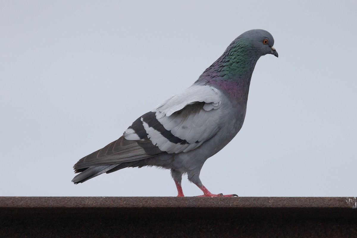 Rock Pigeon (Feral Pigeon) - ML620883828