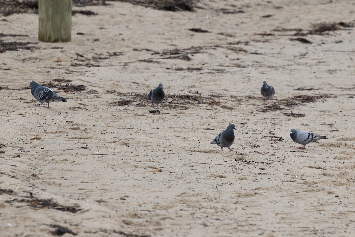 Rock Pigeon (Feral Pigeon) - ML620883829