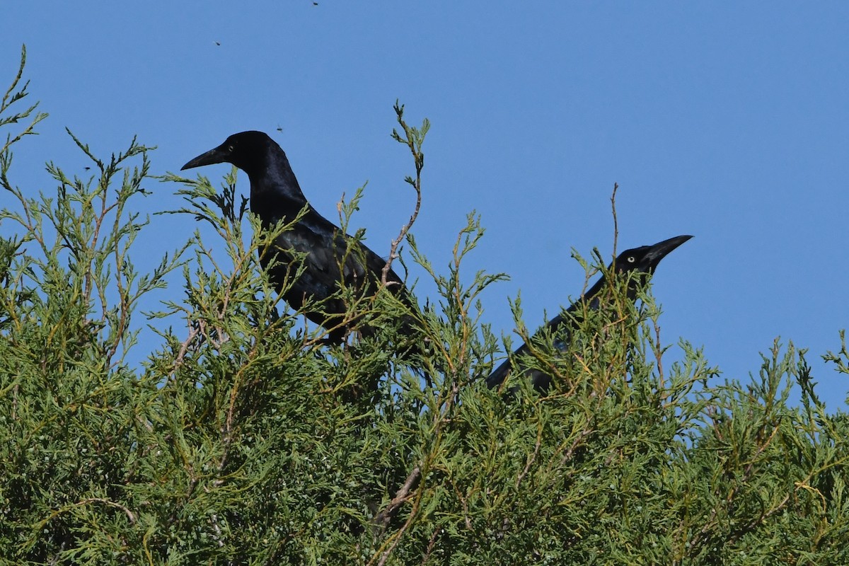 Great-tailed Grackle - ML620883832