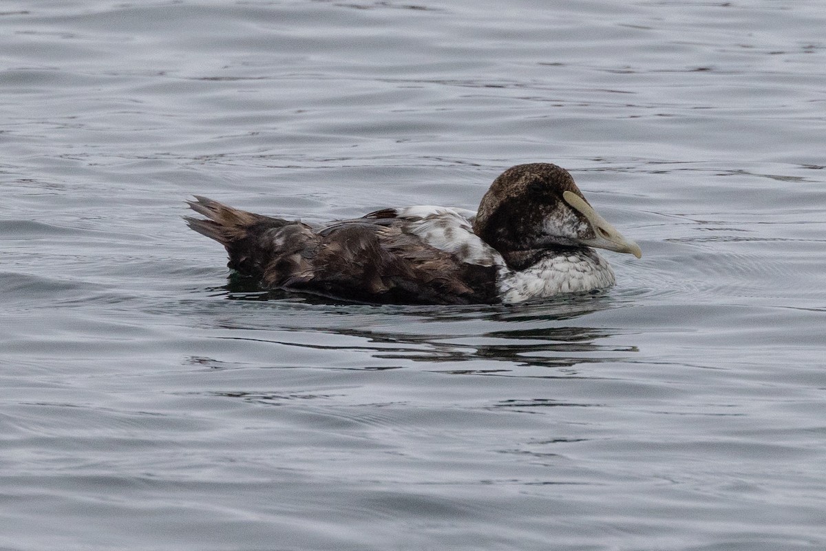 Common Eider - John Reynolds