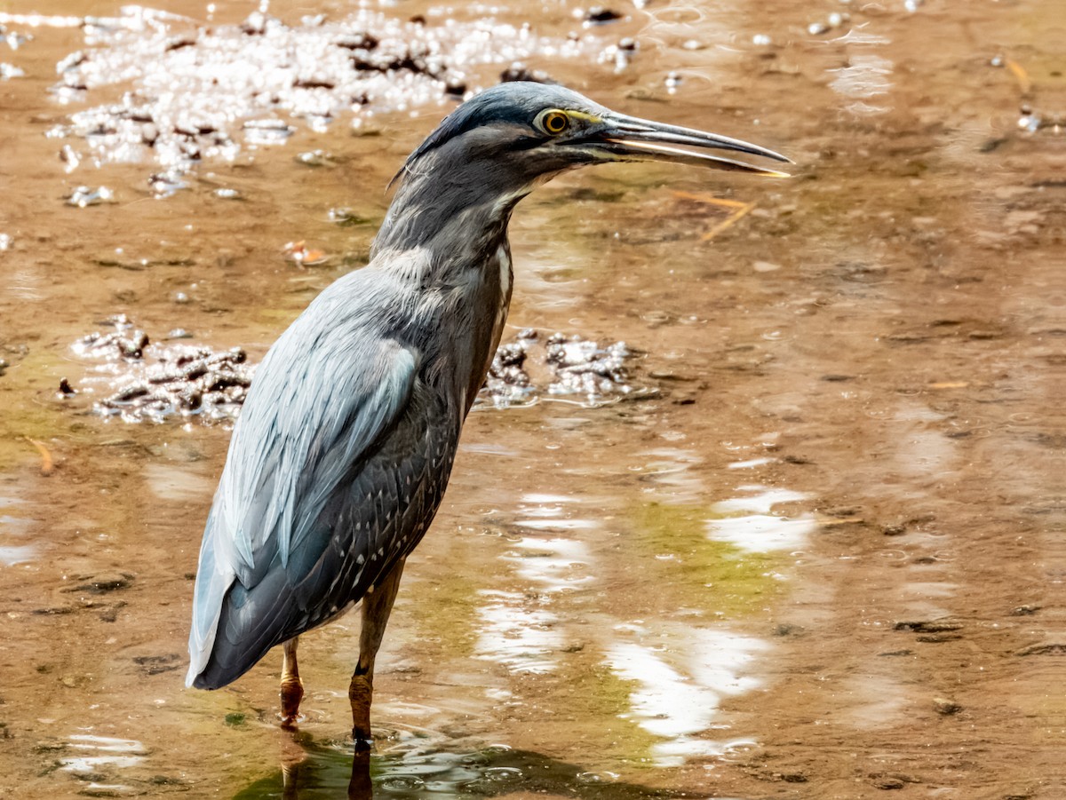 Striated Heron - ML620883839