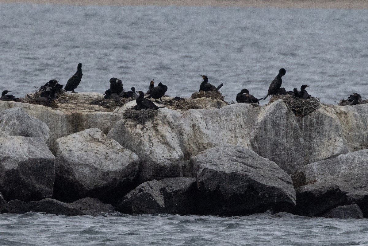 Double-crested Cormorant - ML620883847