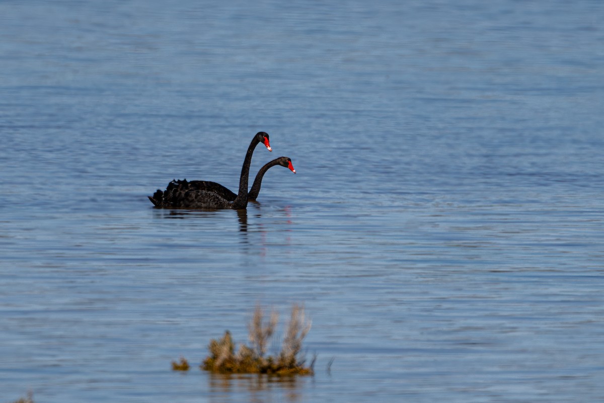 Cygne noir - ML620883851