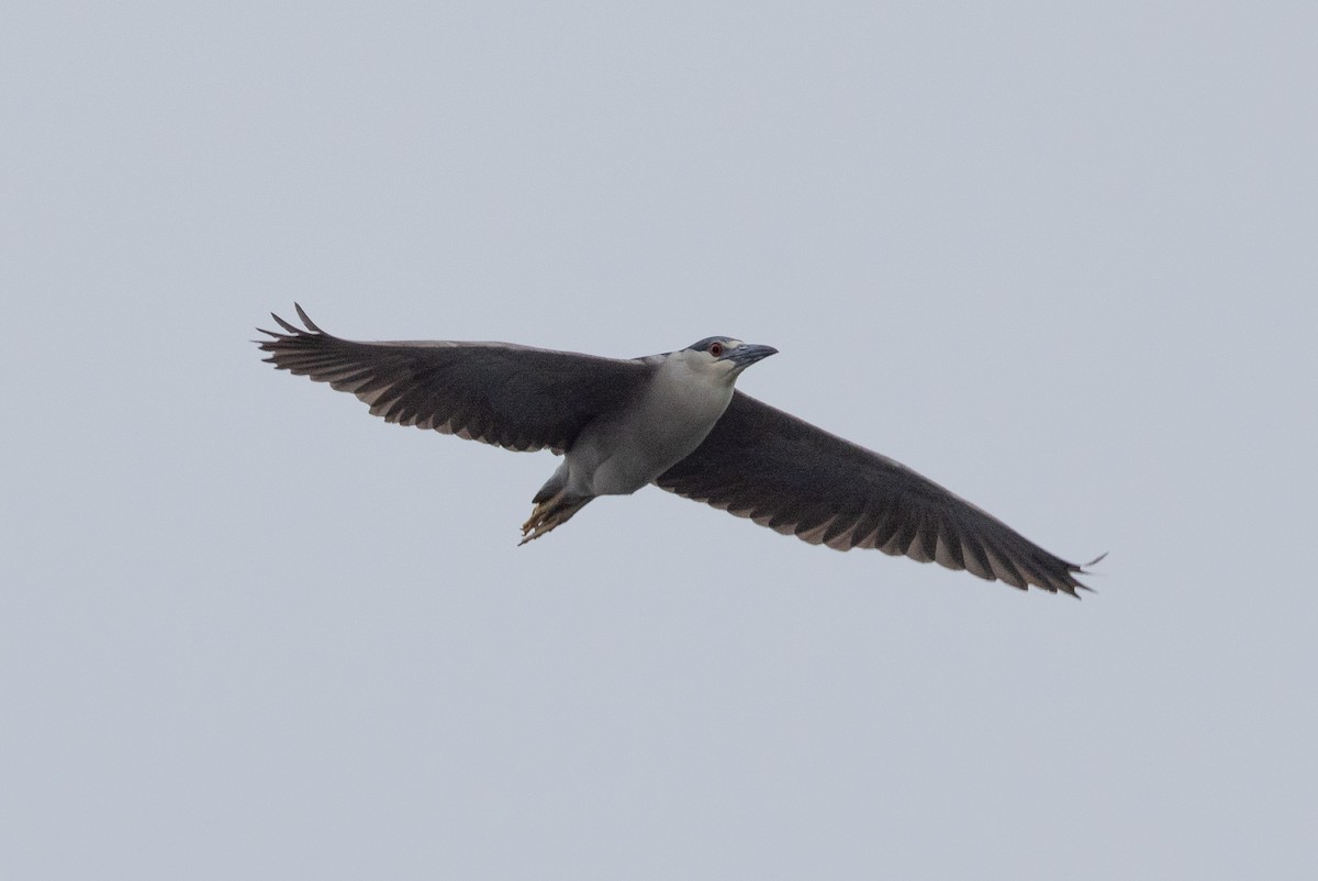 Black-crowned Night Heron - ML620883856