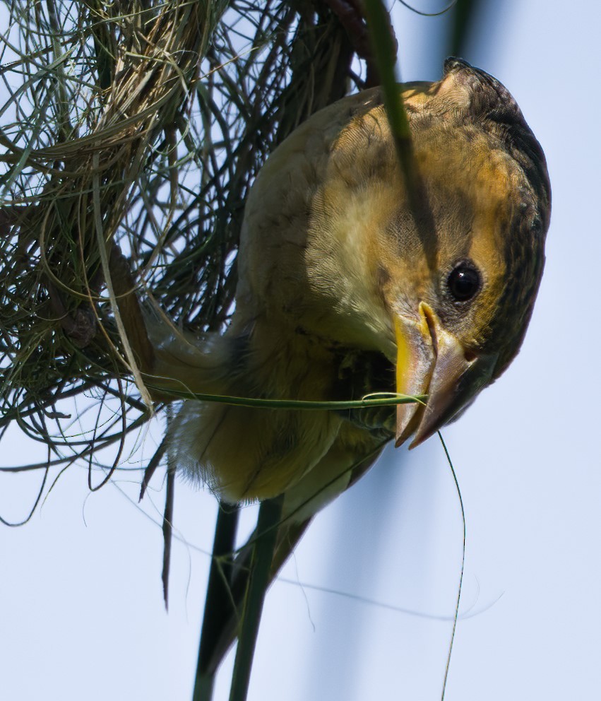 Baya Weaver - ML620883857