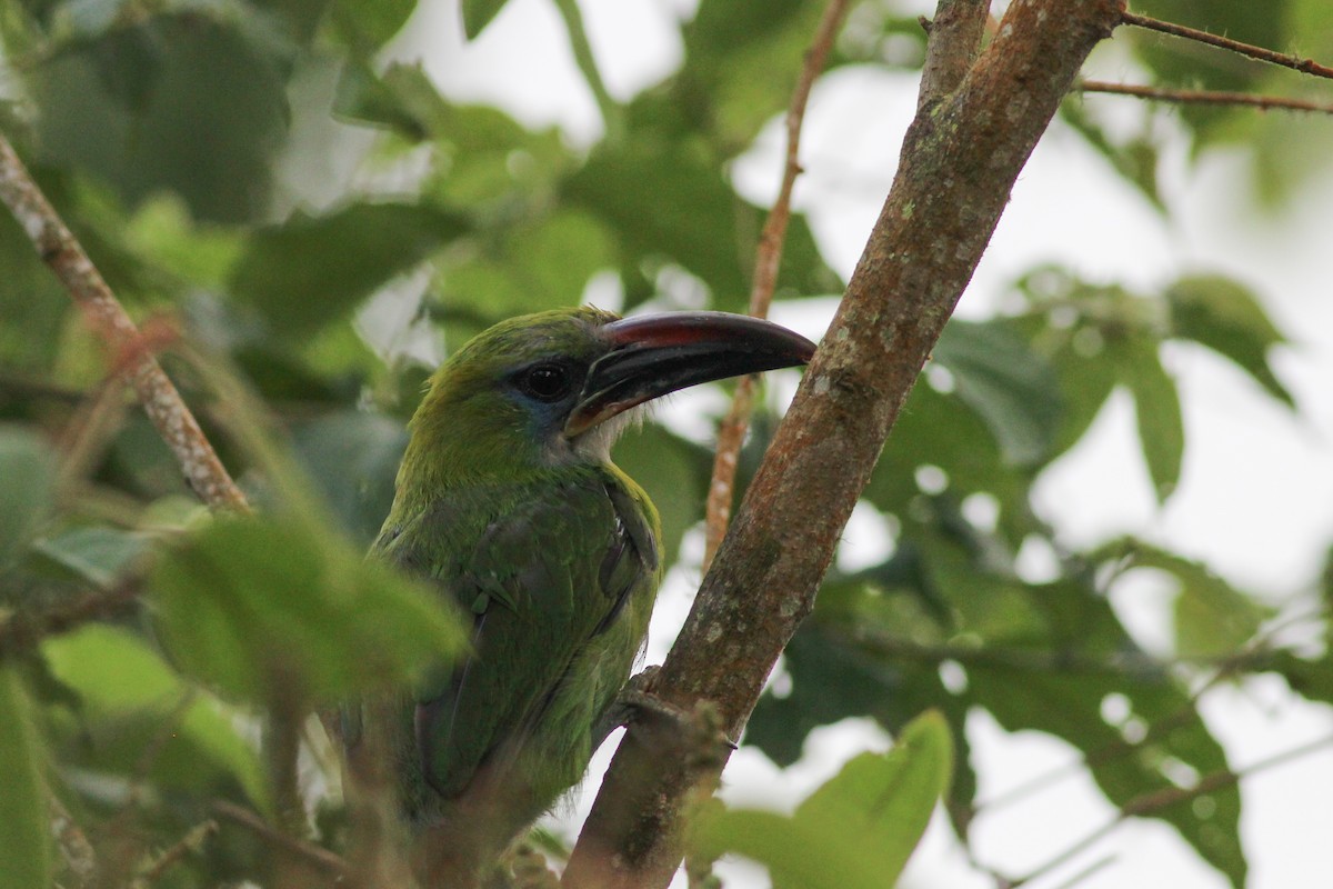 Toucanet à bec sillonné - ML620883859