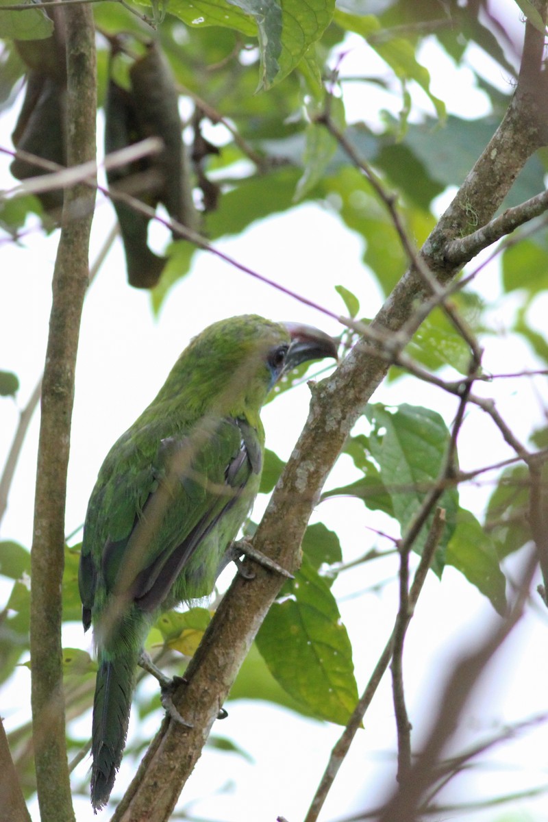 Groove-billed Toucanet - ML620883860