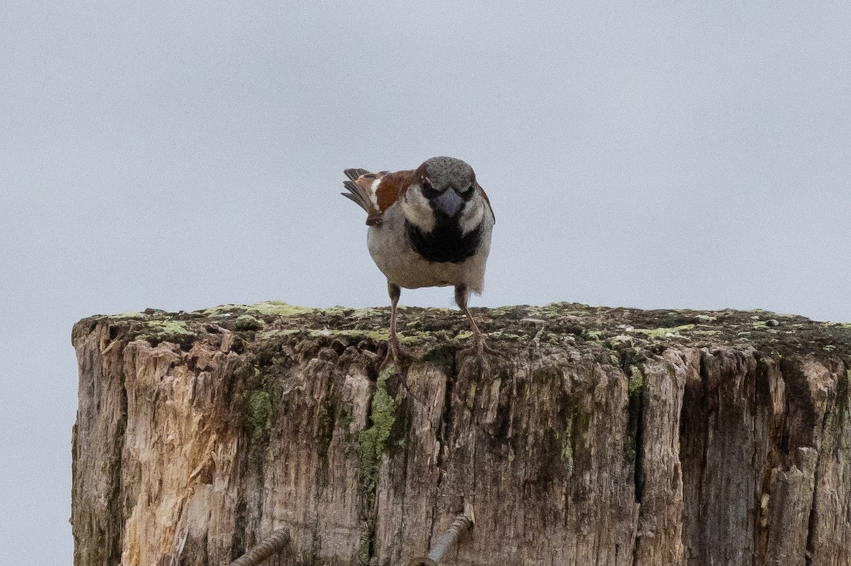 House Sparrow - ML620883864