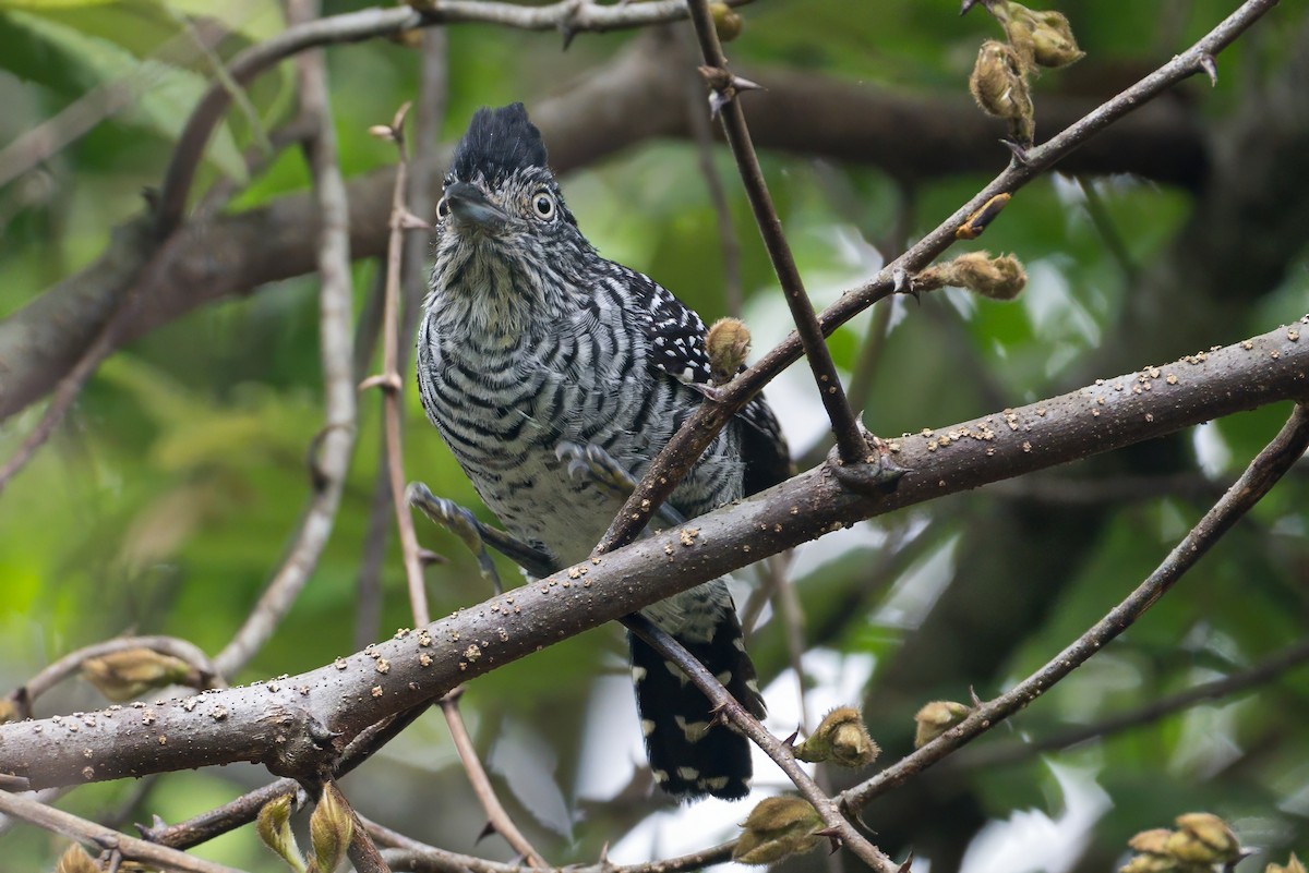 Barred Antshrike - ML620883867