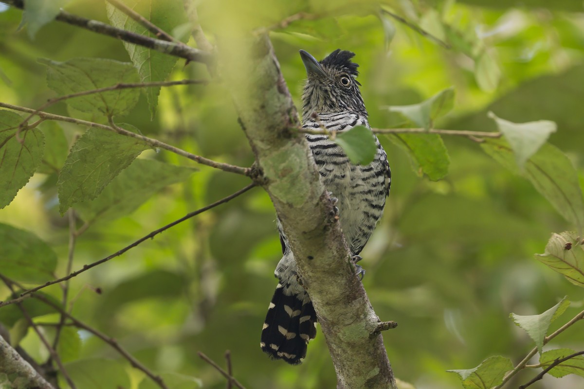 Barred Antshrike - ML620883868