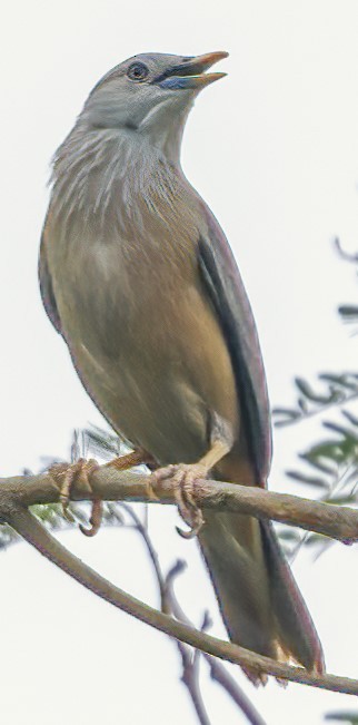Chestnut-tailed Starling - ML620883869
