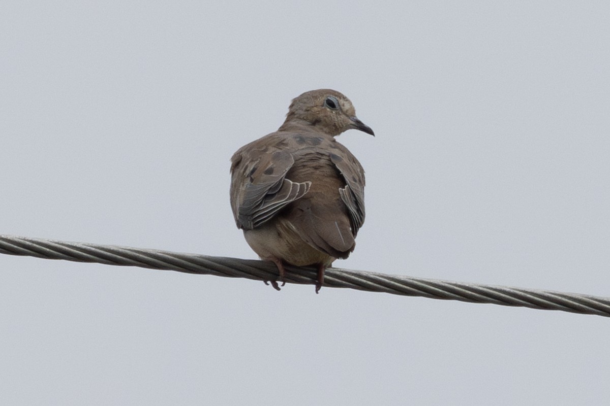 Mourning Dove - ML620883870