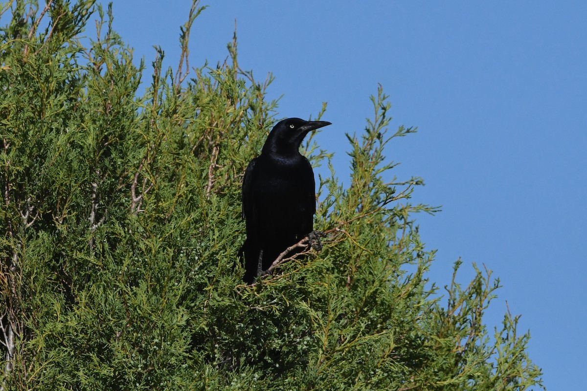 Great-tailed Grackle - ML620883871