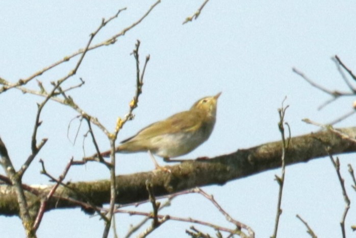 Common Chiffchaff - ML620883883