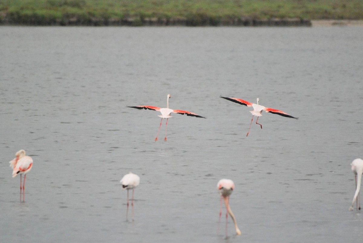 Greater Flamingo - ML620883884