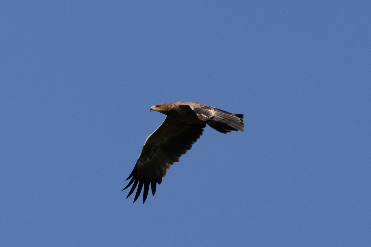 Tawny Eagle - ML620883901