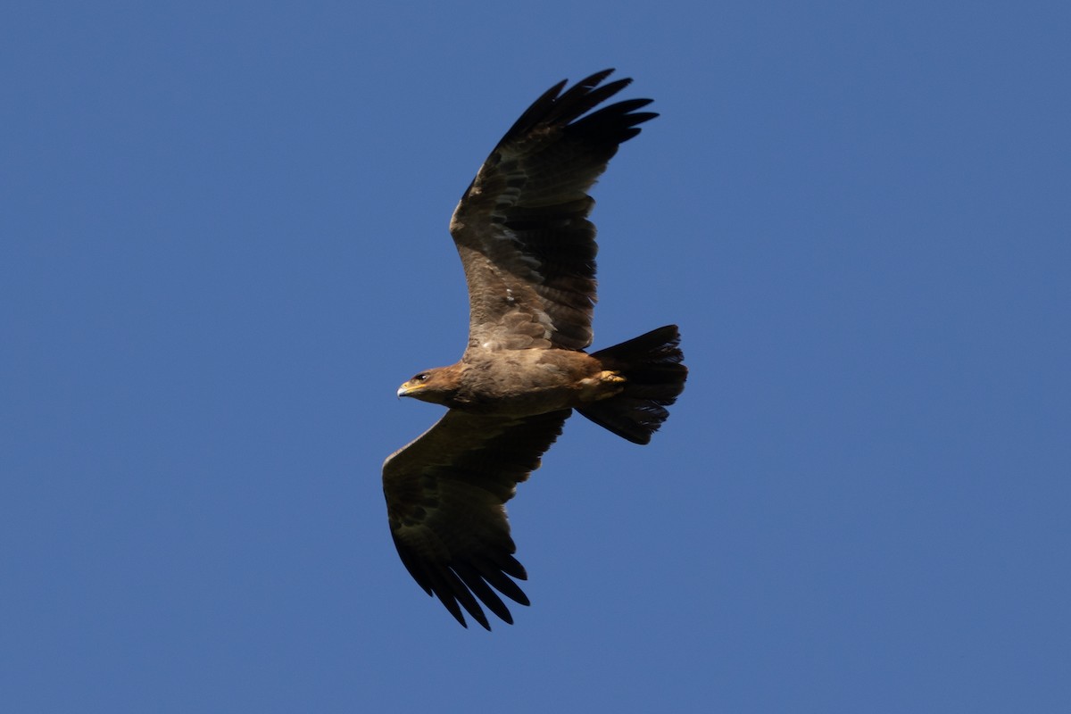 Águila Rapaz - ML620883902