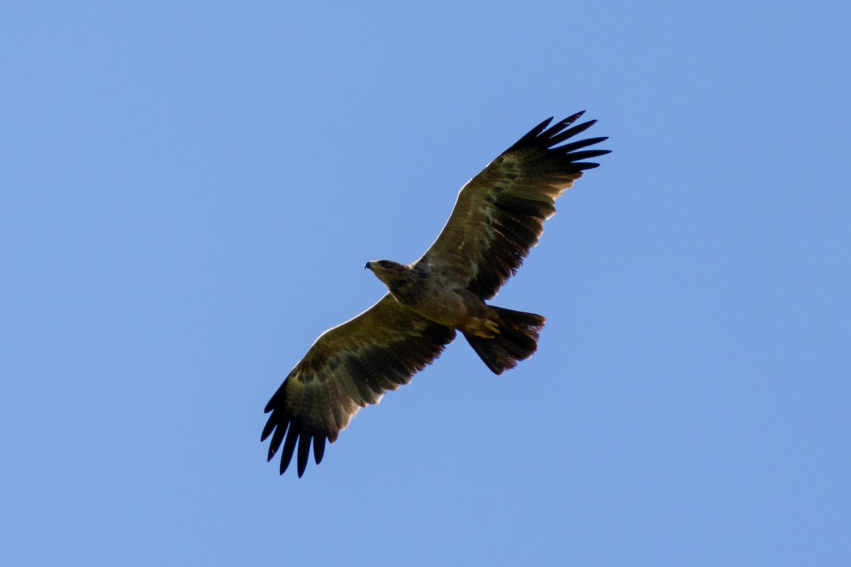 Tawny Eagle - ML620883904