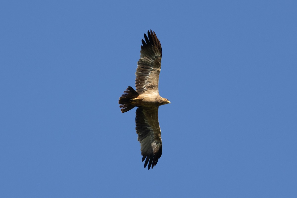 Águila Rapaz - ML620883905