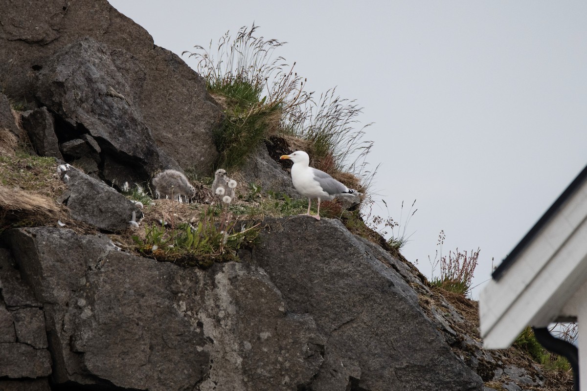 Herring Gull - ML620883906