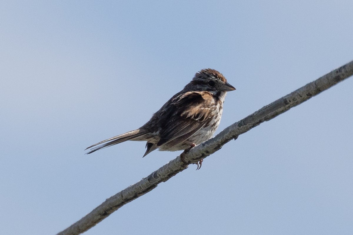 Song Sparrow - ML620883907