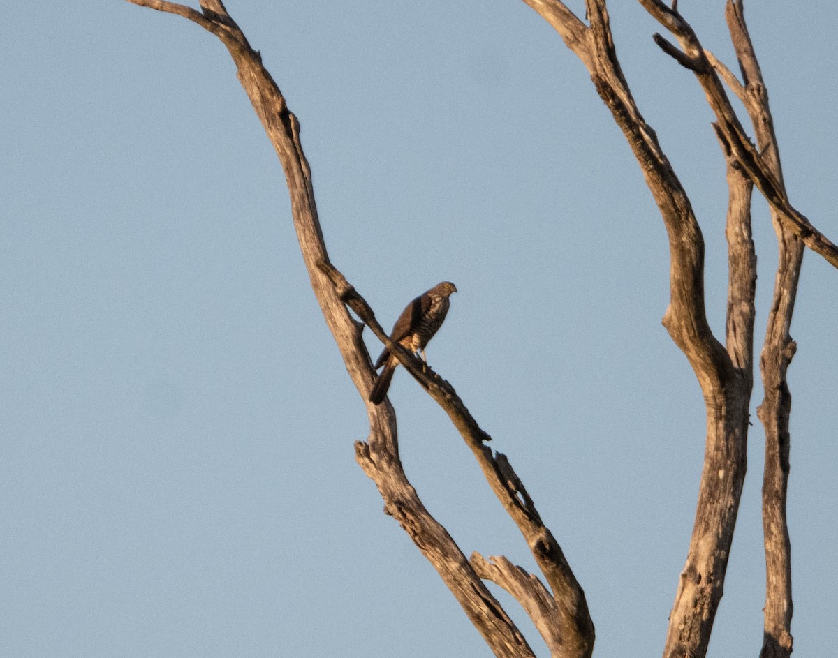 Collared Sparrowhawk - ML620883915