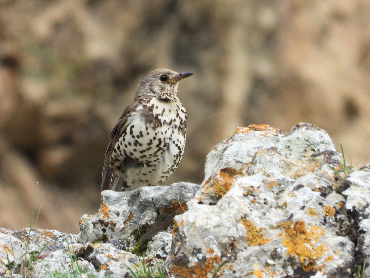 Mistle Thrush - ML620883917