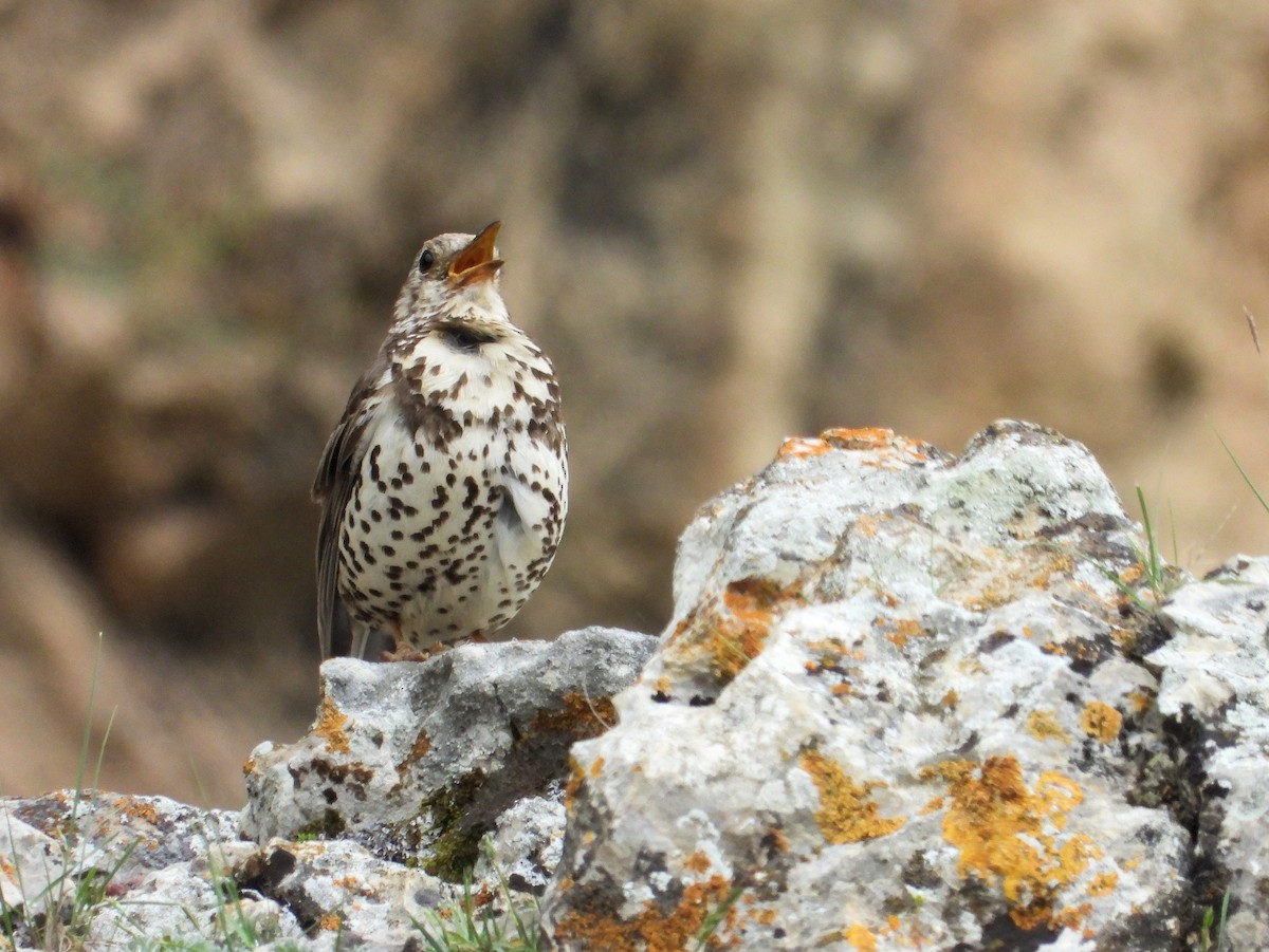 Mistle Thrush - ML620883918