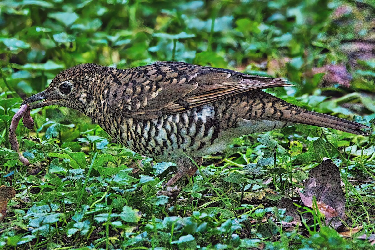 Bassian Thrush - ML620883922