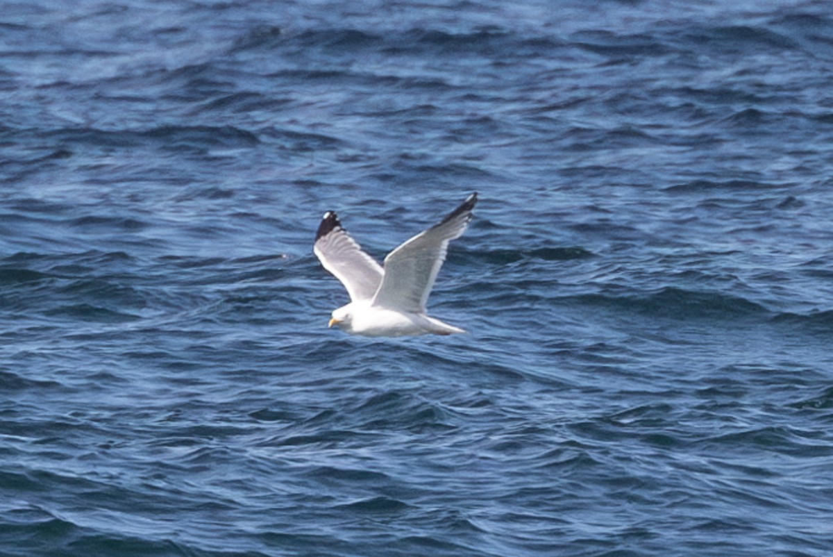 Herring Gull - ML620883923